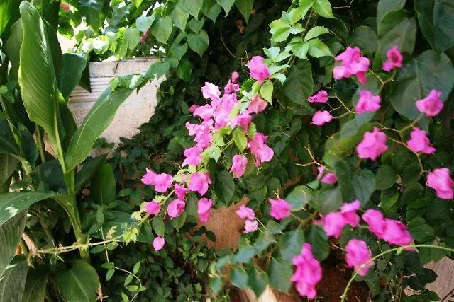 Apartament Sofia Skala (Kefalonia)