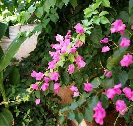 Lägenhet Sofia Skala (Kefalonia)